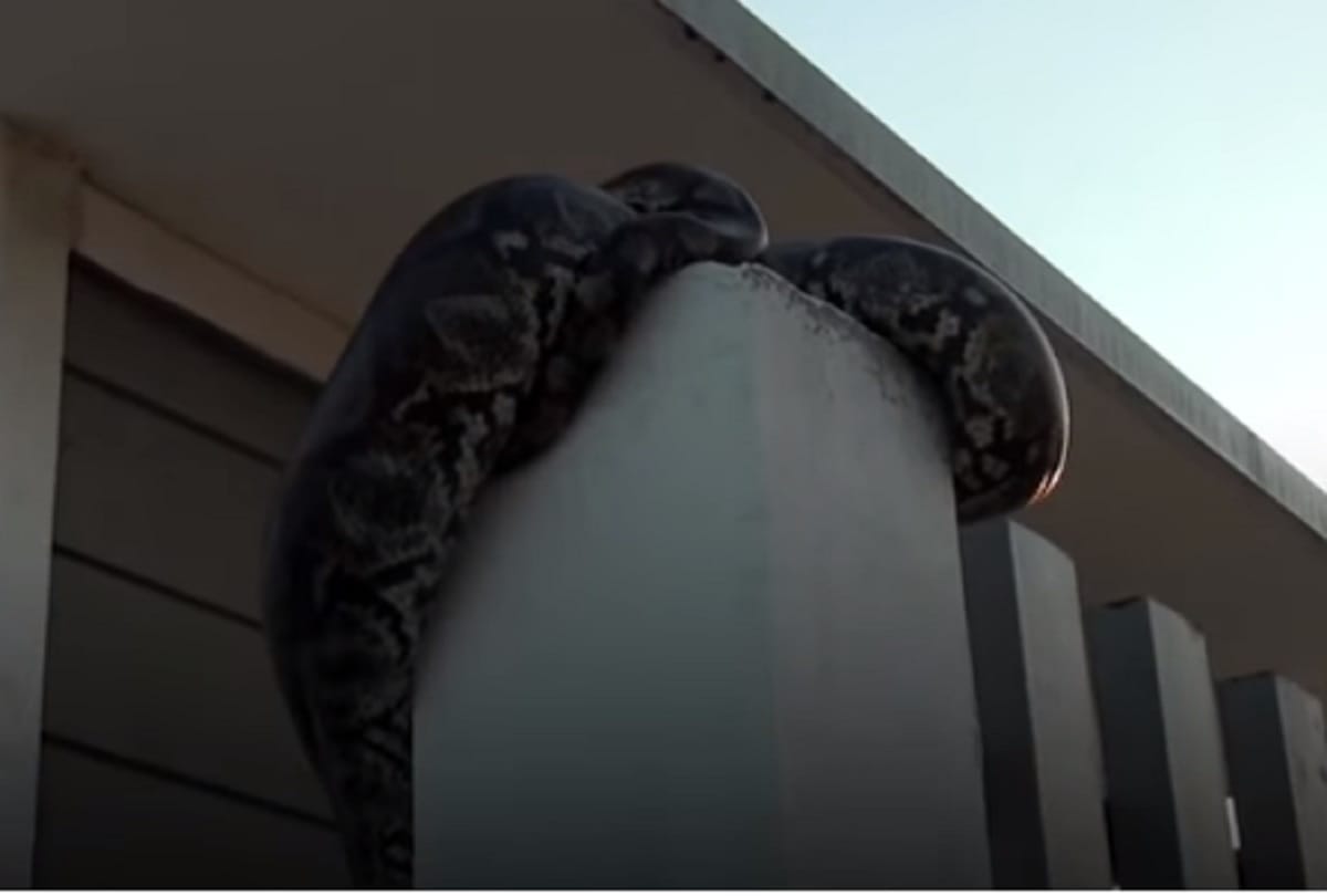 Workers Find 12 Foot Long Python Sleeping on Factory Gate in Thailand