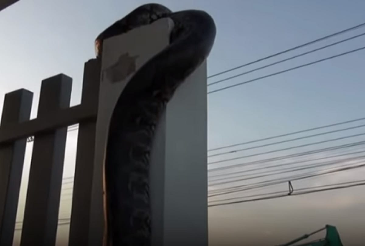 Workers Find 12 Foot Long Python Sleeping on Factory Gate in Thailand