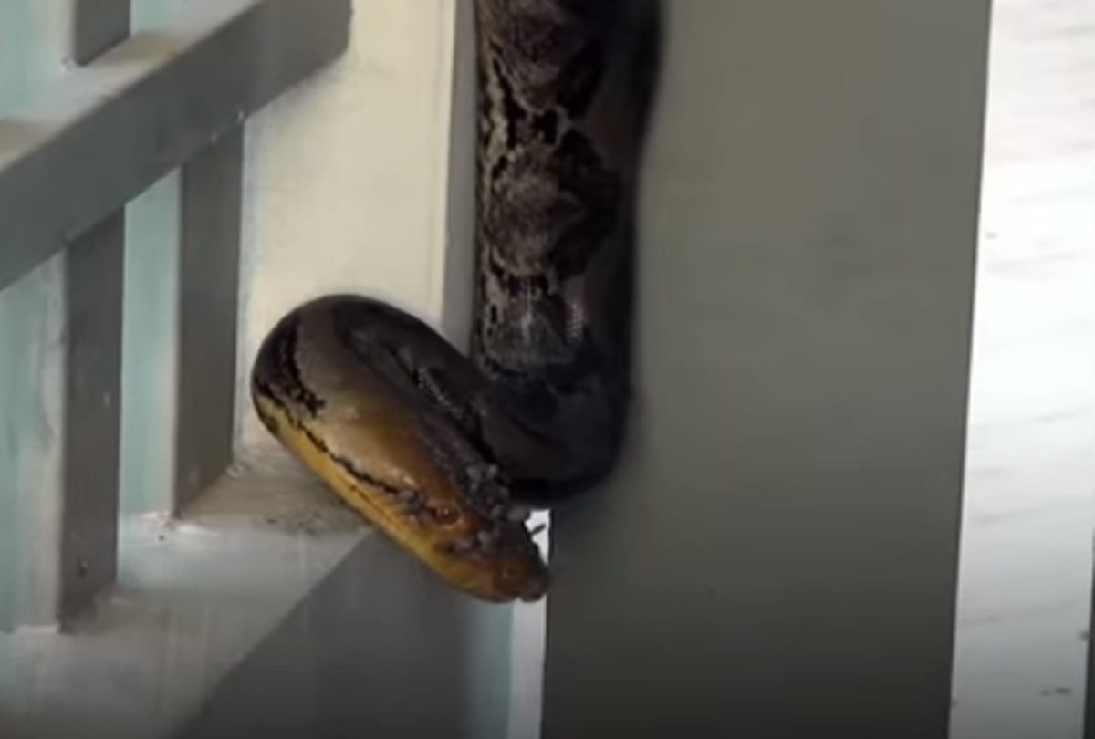 Workers Find 12 Foot Long Python Sleeping on Factory Gate in Thailand
