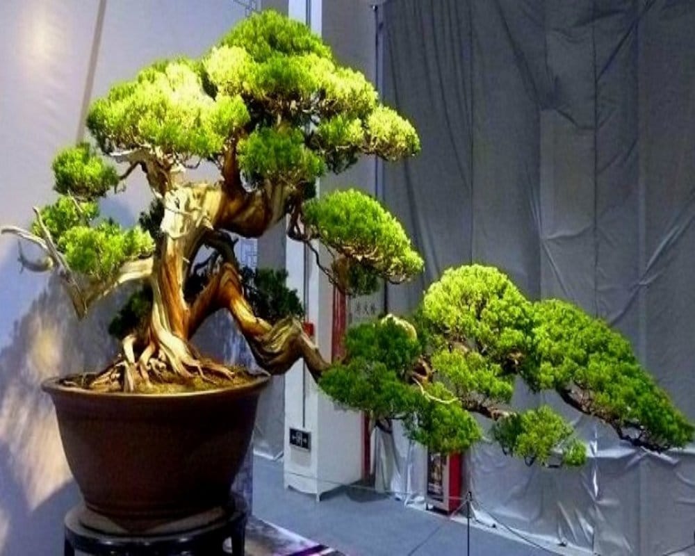 Easy Feng Shui Tips for Getting Money and Goodluck