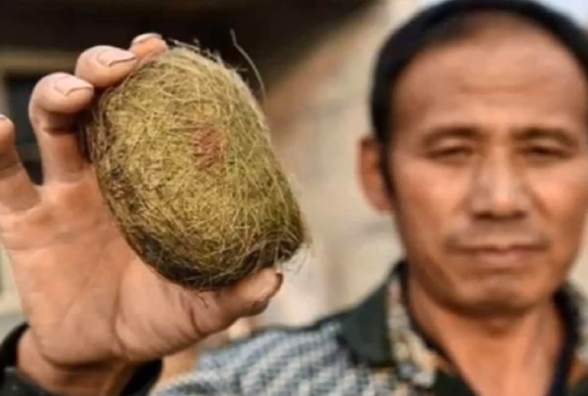 Such a Thing that Came Out of Stomach of Wild Boar, Man Become Millionaire