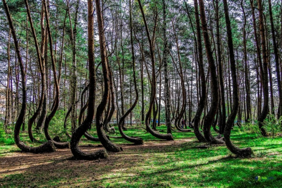Forest rights law enforcement demand