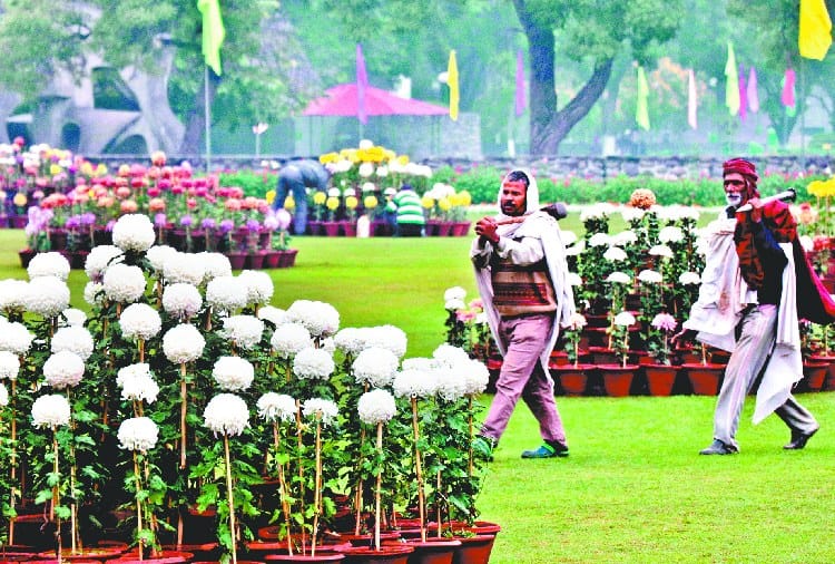 Guldaudi Show in Terraced Garden Chandigarh
