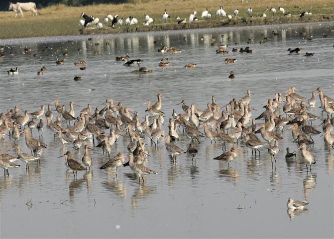 The new location of the migratory birds from Shikha Lake, Khaymai Pokhar