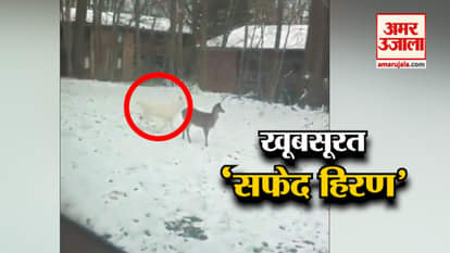 viral video rare white deer albino seen in a person backyard in america state ohio