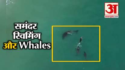 viral video women stuck between three orca whales while swimming in new zealand beach