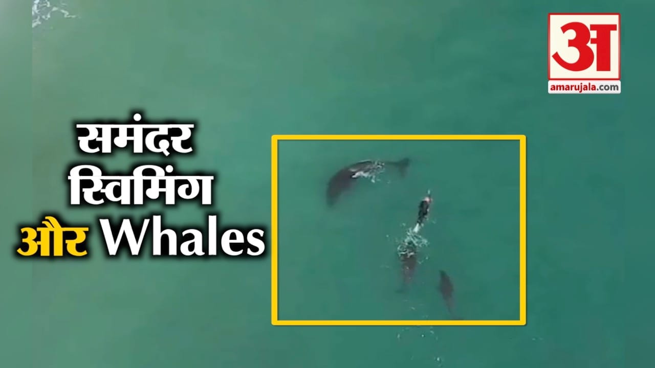 तीन KILLER WHALES के बीच फंसी महिला और फिर...