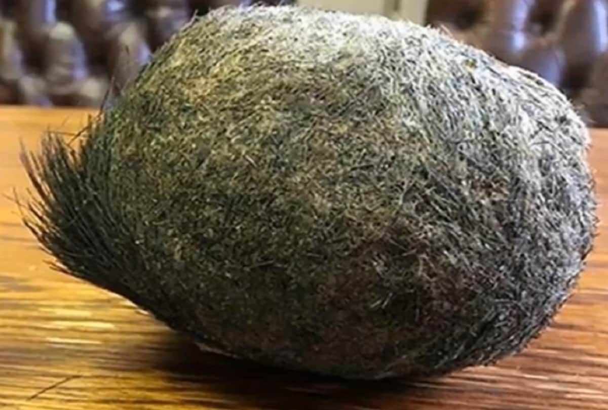 Such a Thing that Came Out of Stomach of Wild Boar, Man Become Millionaire