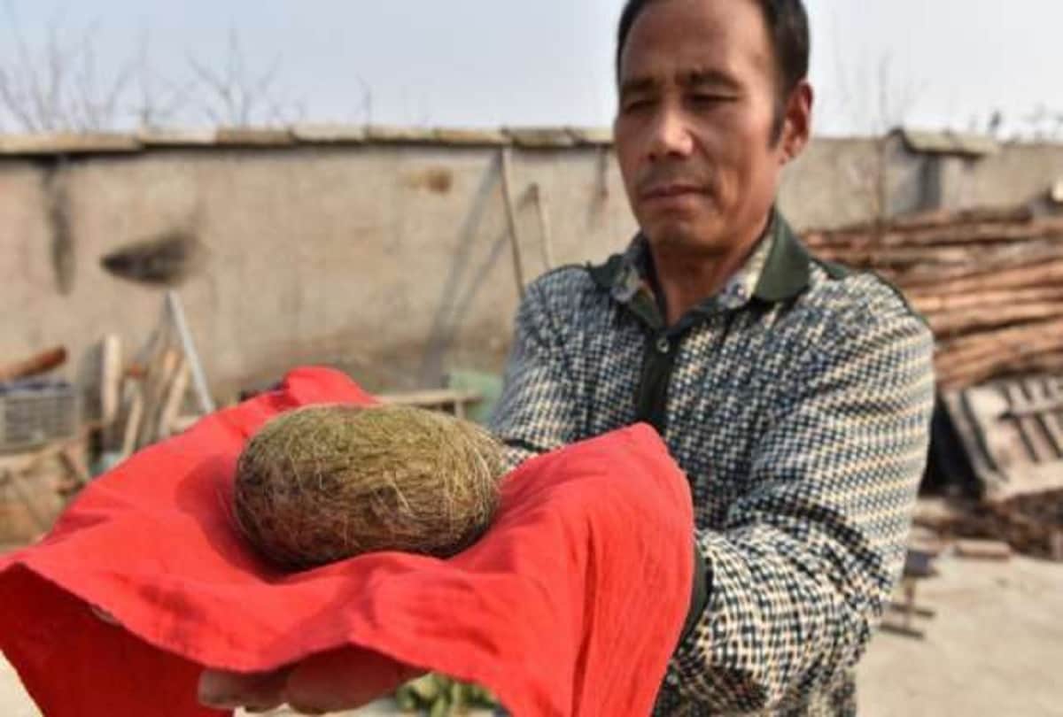 Such a Thing that Came Out of Stomach of Wild Boar, Man Become Millionaire