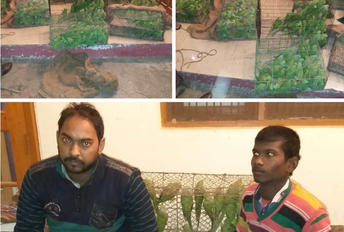 stf arrested smuggler with restricted parrot