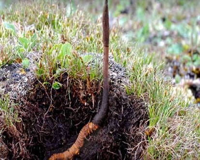 Know about the medical benefits of most expensive himalayan Herb Keeda Jadi