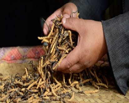Know about the medical benefits of most expensive himalayan Herb Keeda Jadi
