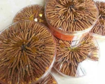 Know about the medical benefits of most expensive himalayan Herb Keeda Jadi