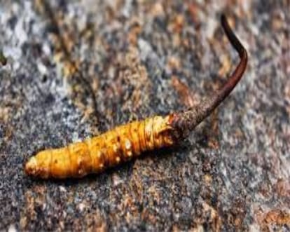 Know about the medical benefits of most expensive himalayan Herb Keeda Jadi