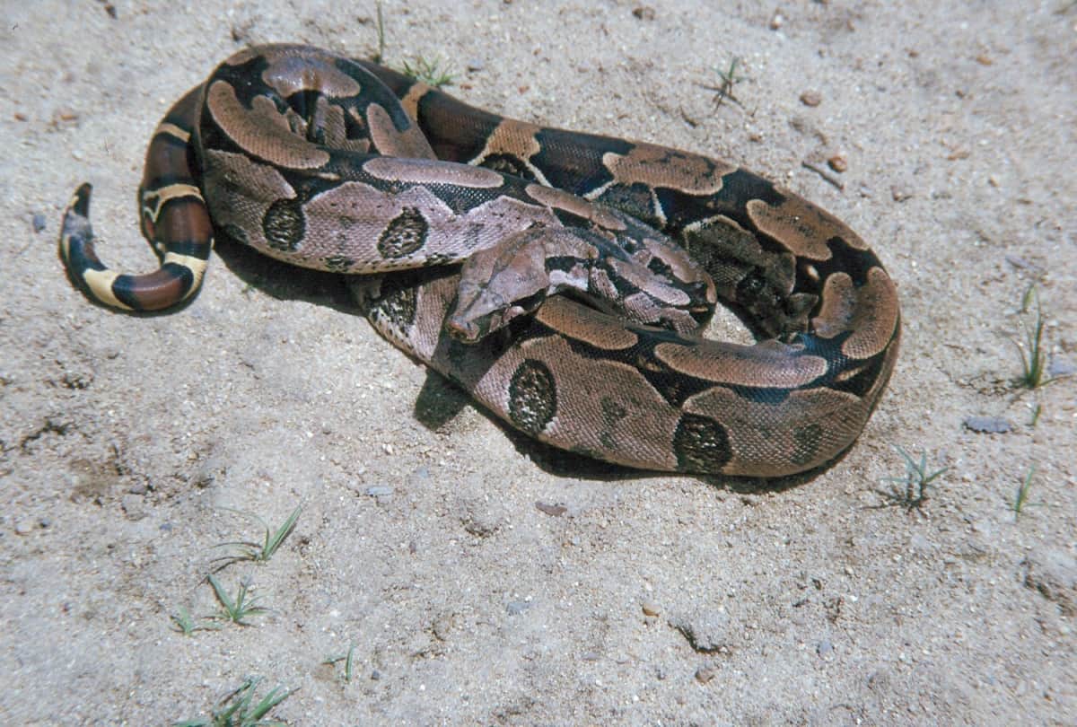 know about boa constrictor snake facts have babies without mating