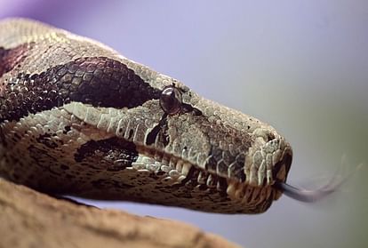 Know About Boa Constrictor Snake Facts Have Babies Without Mating - Amar  Ujala Hindi News Live - सांपों की वो अजीबोगरीब प्रजाति, जो बिना संबंध बनाए  बच्चों को देती है जन्म