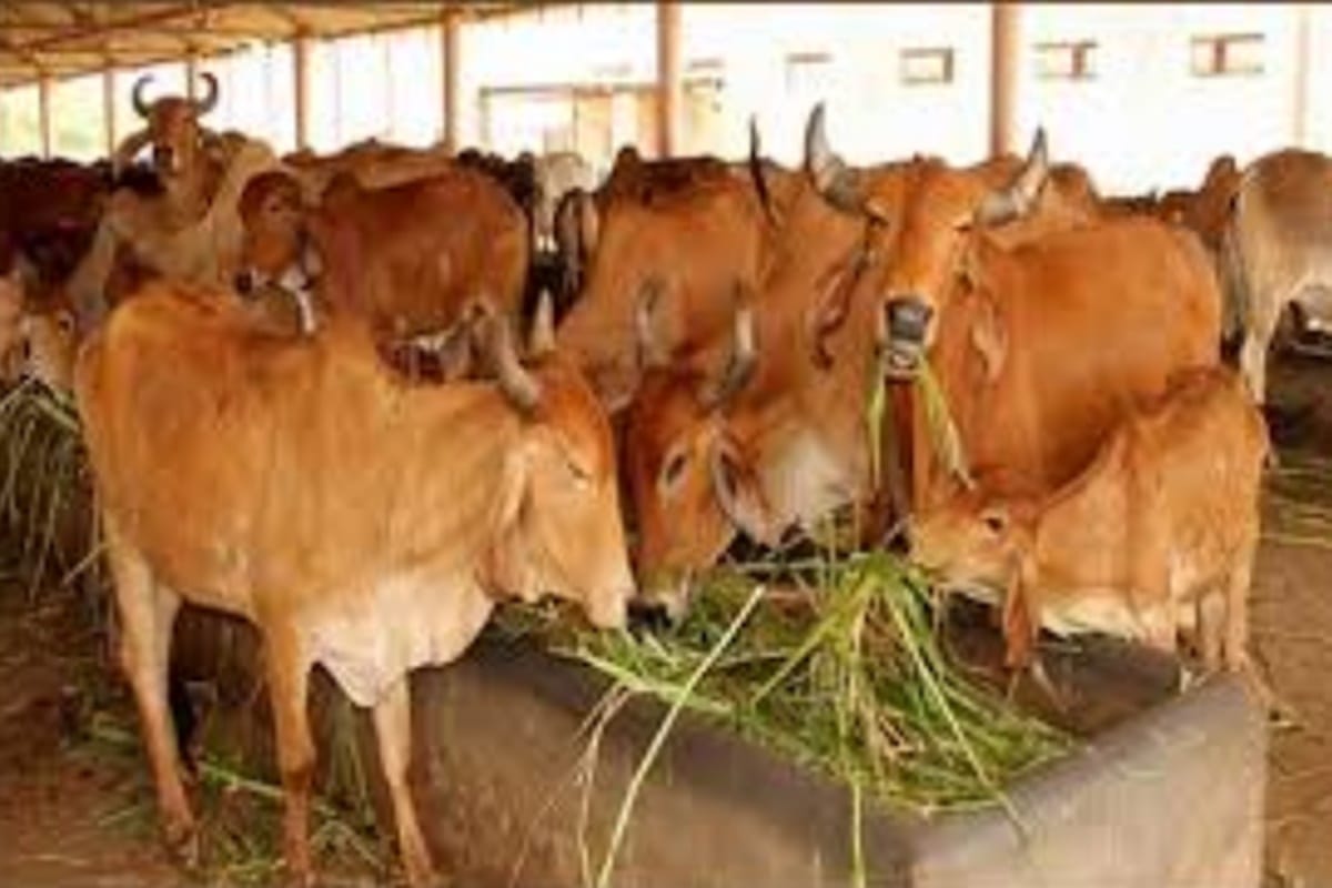these 11 things makes cow sacred