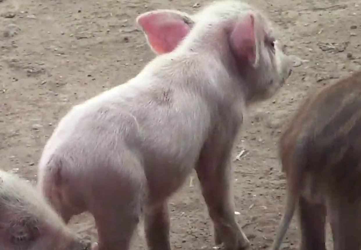 Pig thief Gang is Active in Kanpur