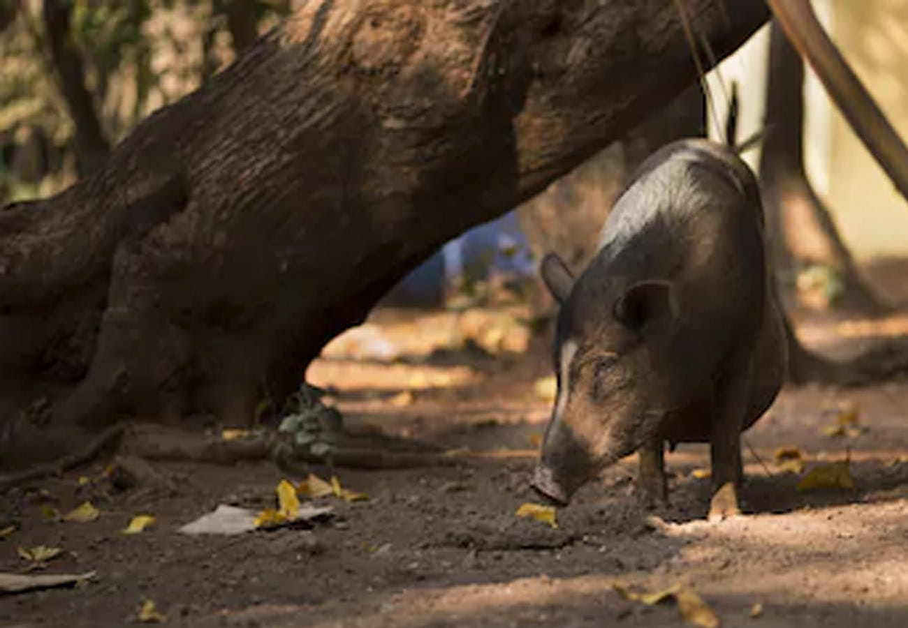 Pig thief Gang is Active in Kanpur
