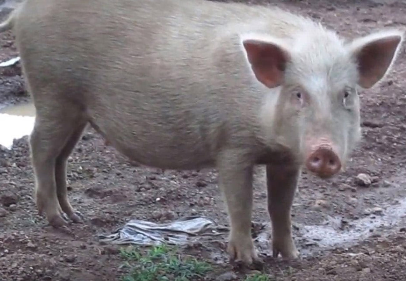 Pig thief Gang is Active in Kanpur