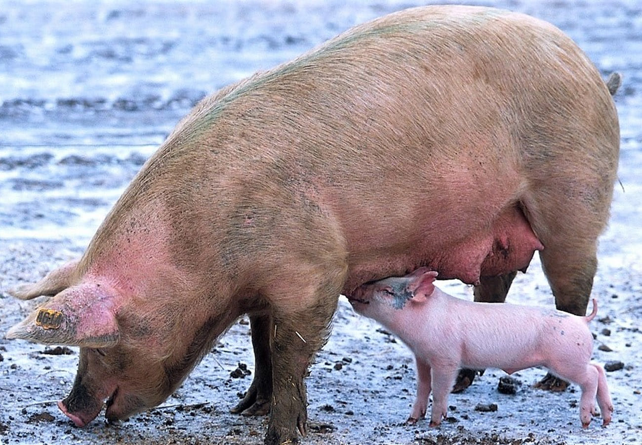 Pig thief Gang is Active in Kanpur