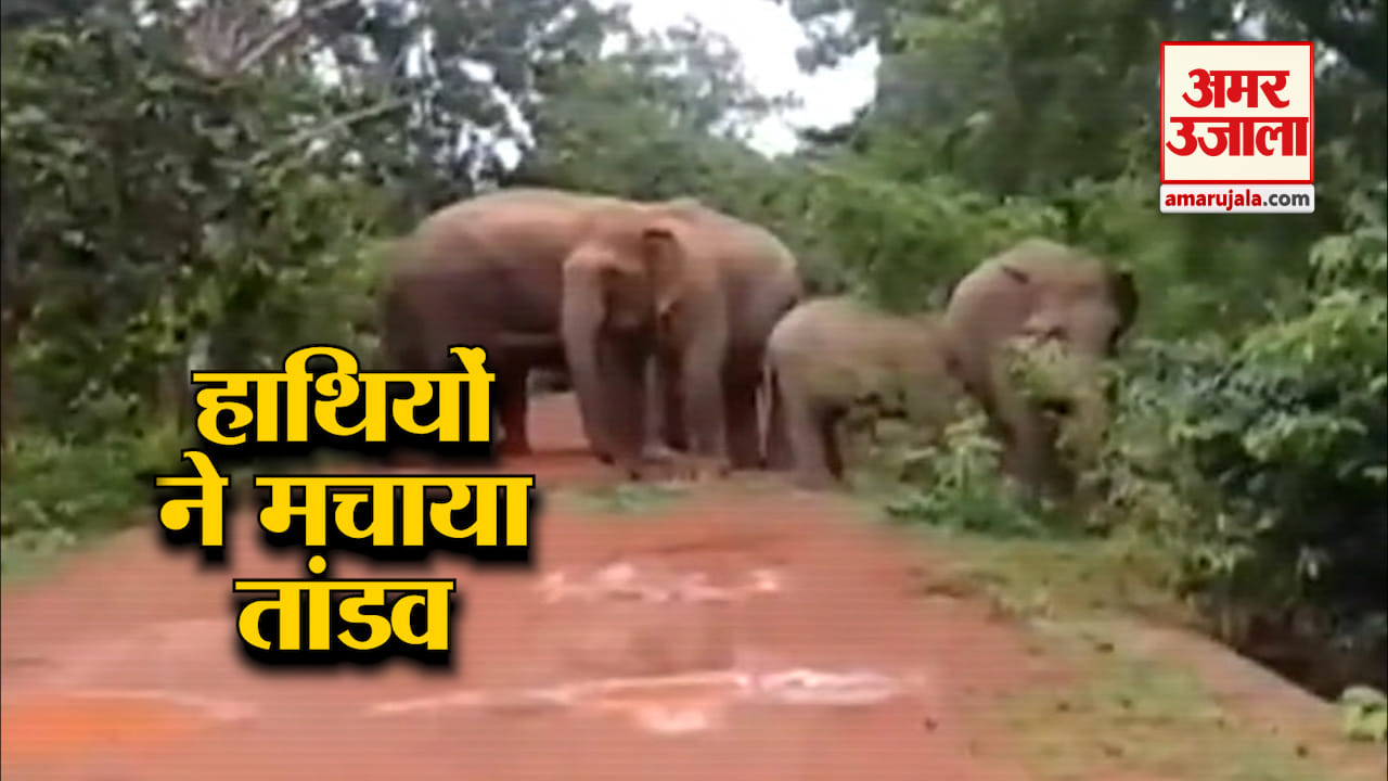हाथी