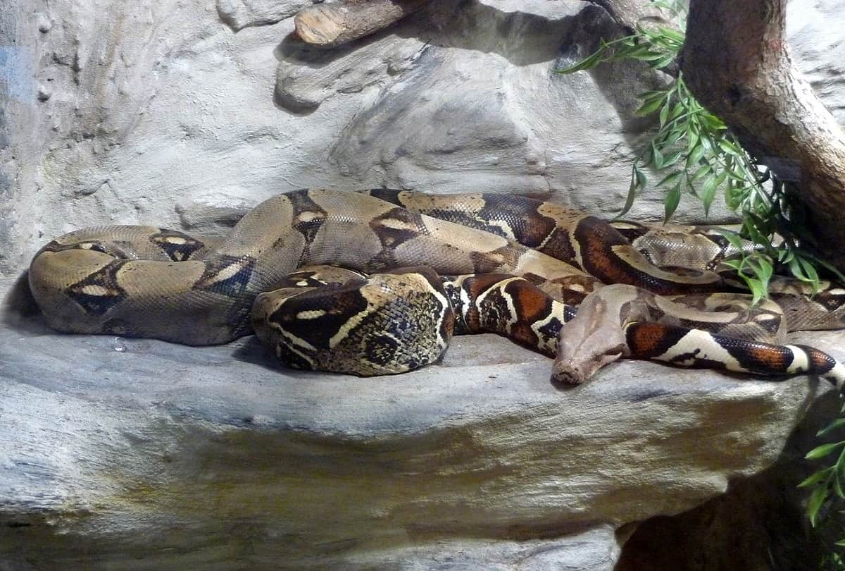 Female Boa Constrictor Species Snake No Need Males to Reproduce