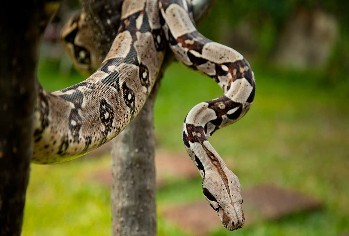 Female Boa Constrictor Species Snake No Need Males to Reproduce