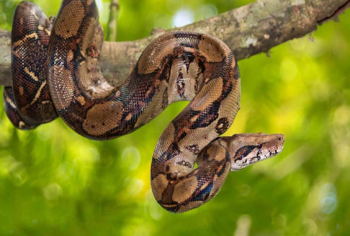 Female Boa Constrictor Species Snake No Need Males to Reproduce
