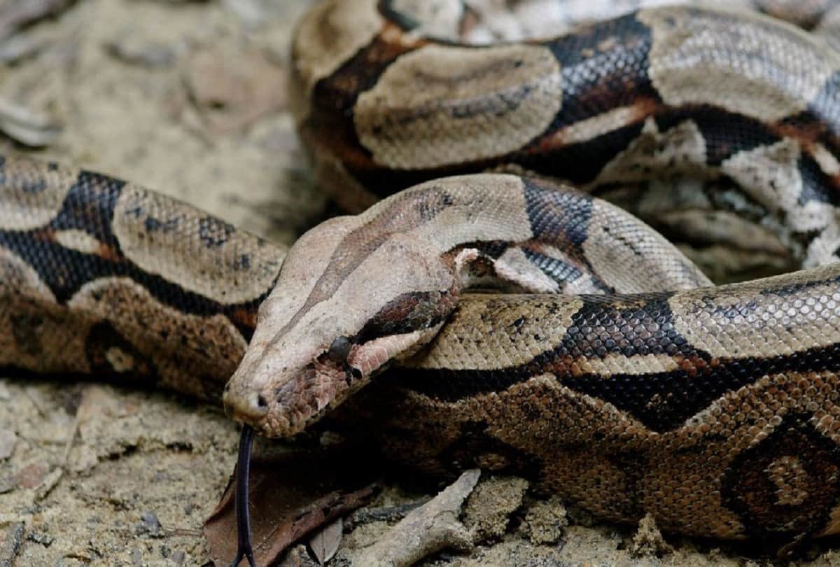 Female Boa Constrictor Species Snake No Need Males to Reproduce