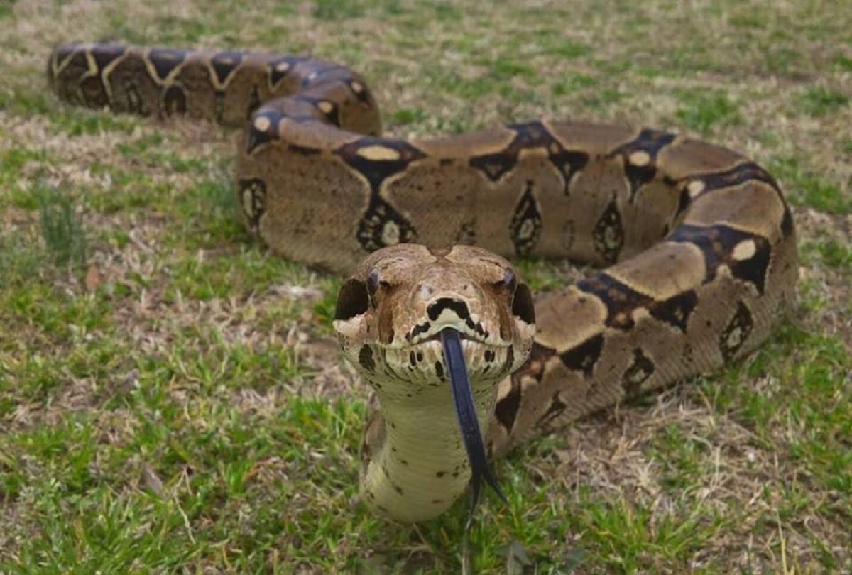 Female Boa Constrictor Species Snake No Need Males to Reproduce
