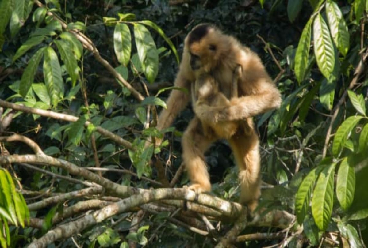 World's tallest tree house made in Laos forest to save gibbons