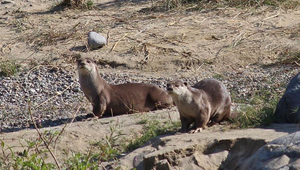 Rare animals seen in Kosi river ramnagar uttarakhand