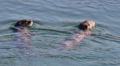 Rare animals seen in Kosi river ramnagar uttarakhand