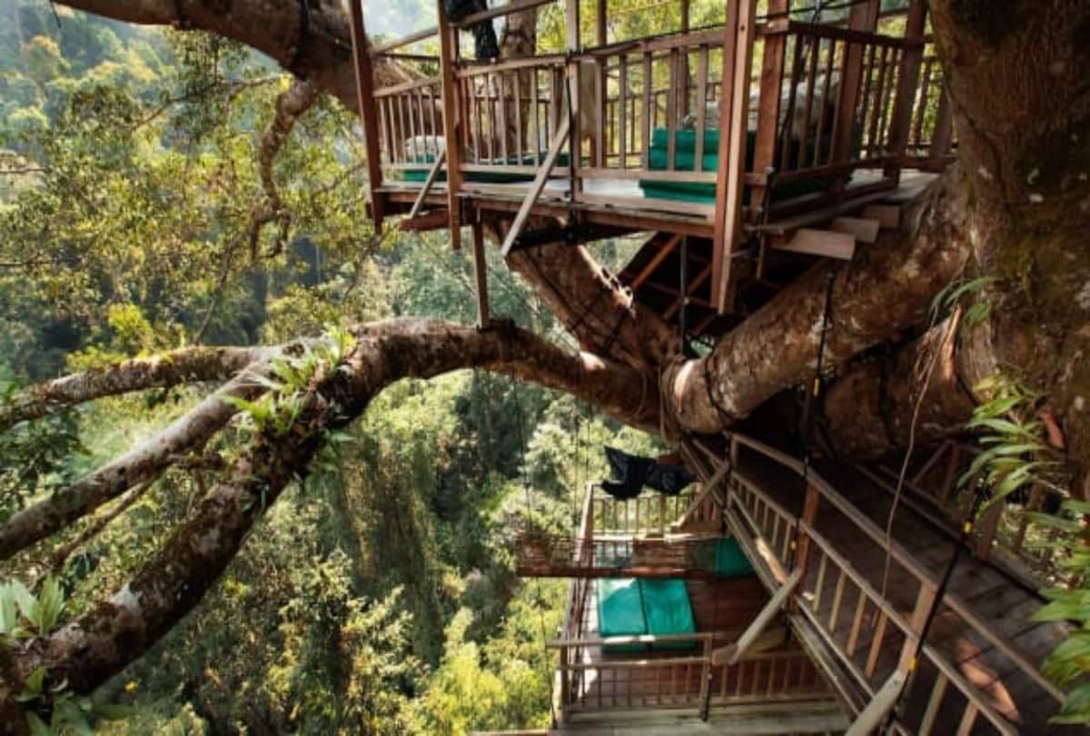 World's tallest tree house made in Laos forest to save gibbons