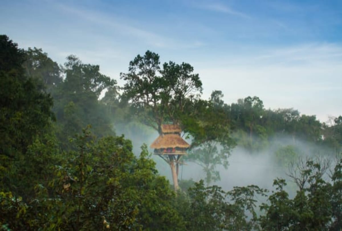 World's tallest tree house made in Laos forest to save gibbons
