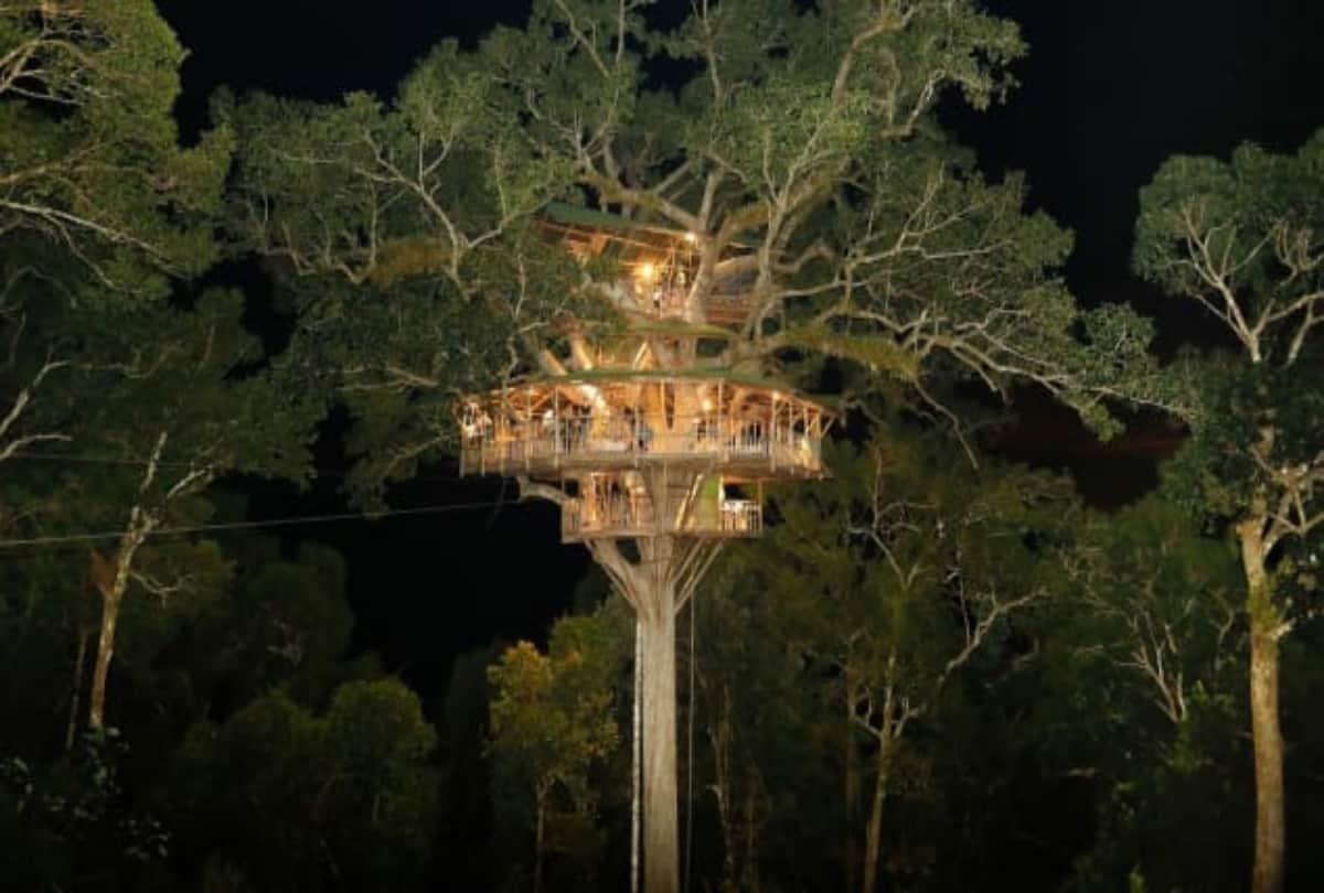 World's tallest tree house made in Laos forest to save gibbons