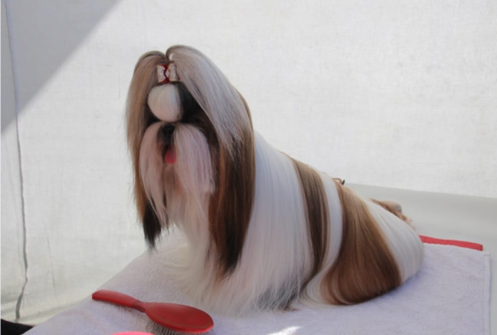 Dogs like teddy bear in dehradun dog show 2018