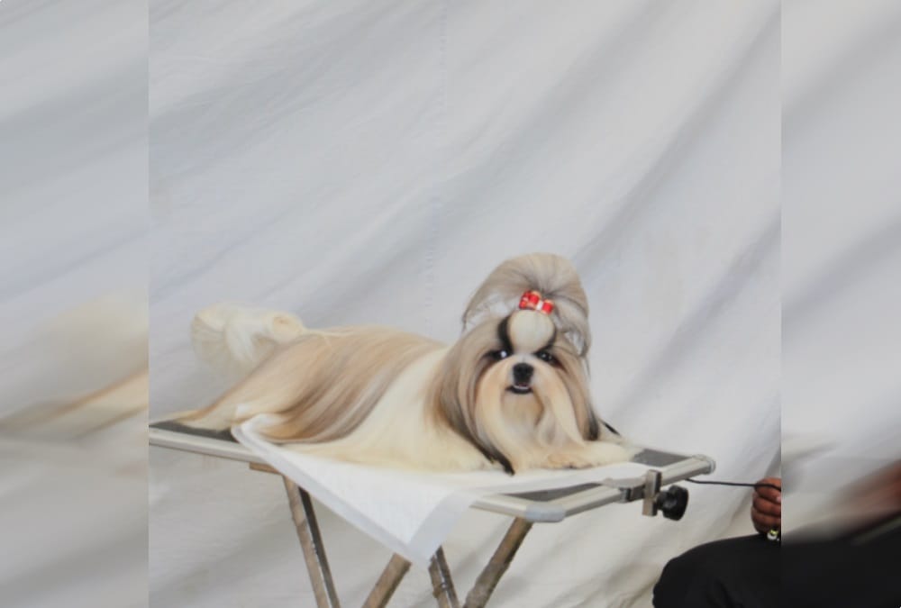 Dogs like teddy bear in dehradun dog show 2018