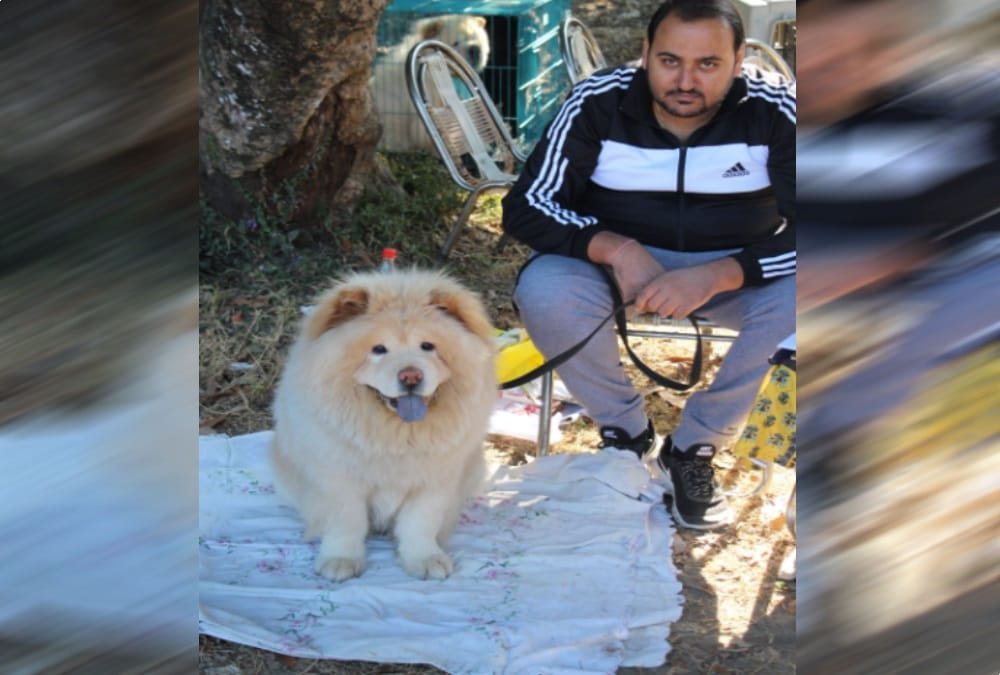 Dogs like teddy bear in dehradun dog show 2018