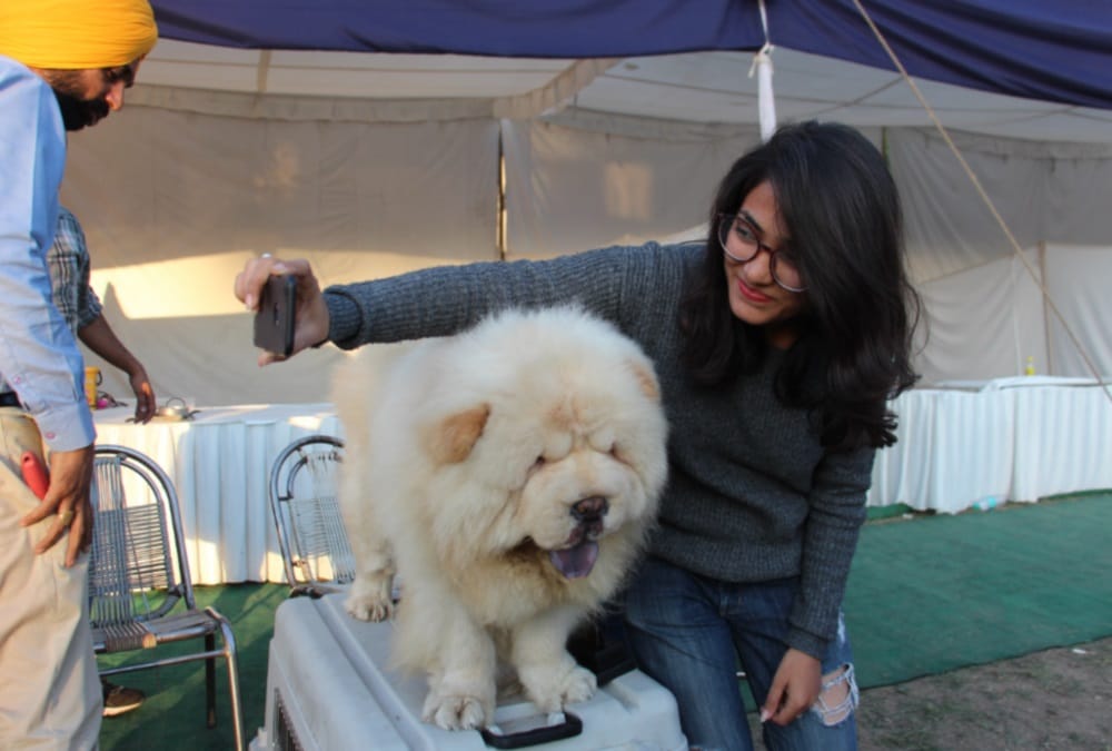 Dogs like teddy bear in dehradun dog show 2018