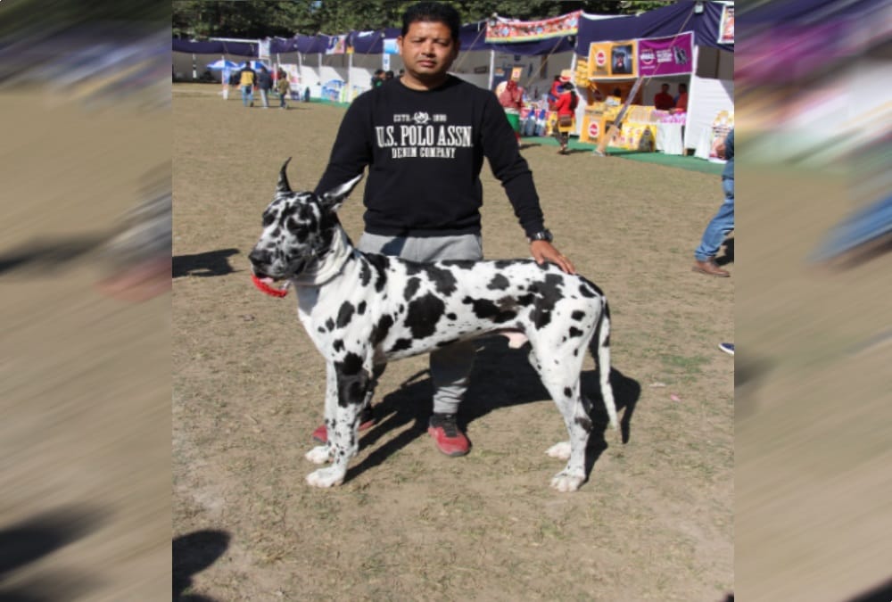 Dogs like teddy bear in dehradun dog show 2018