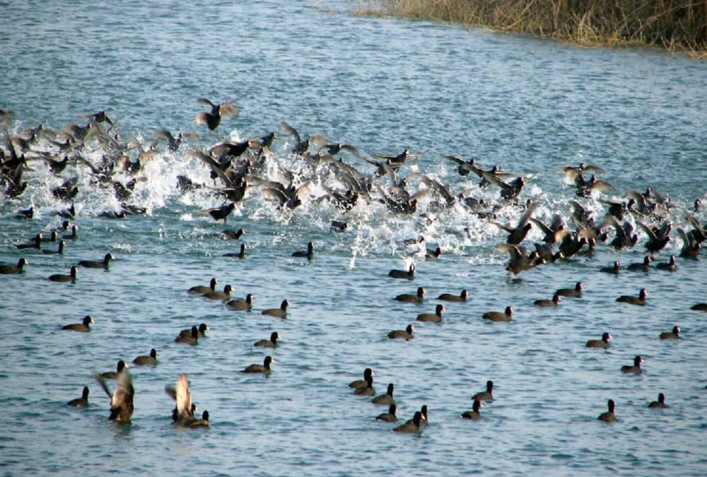 Bird festival 2019 will held in  Asan barrage sanctuary dehradun from 30th November