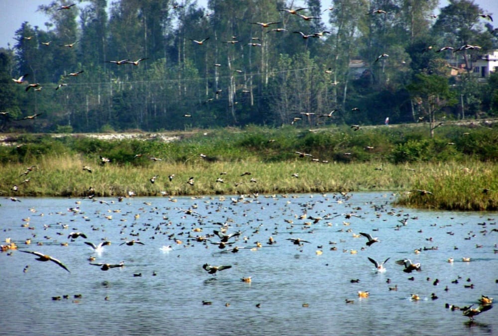 Migratory Birds comes in asan barrage bird sanctuary 2018
