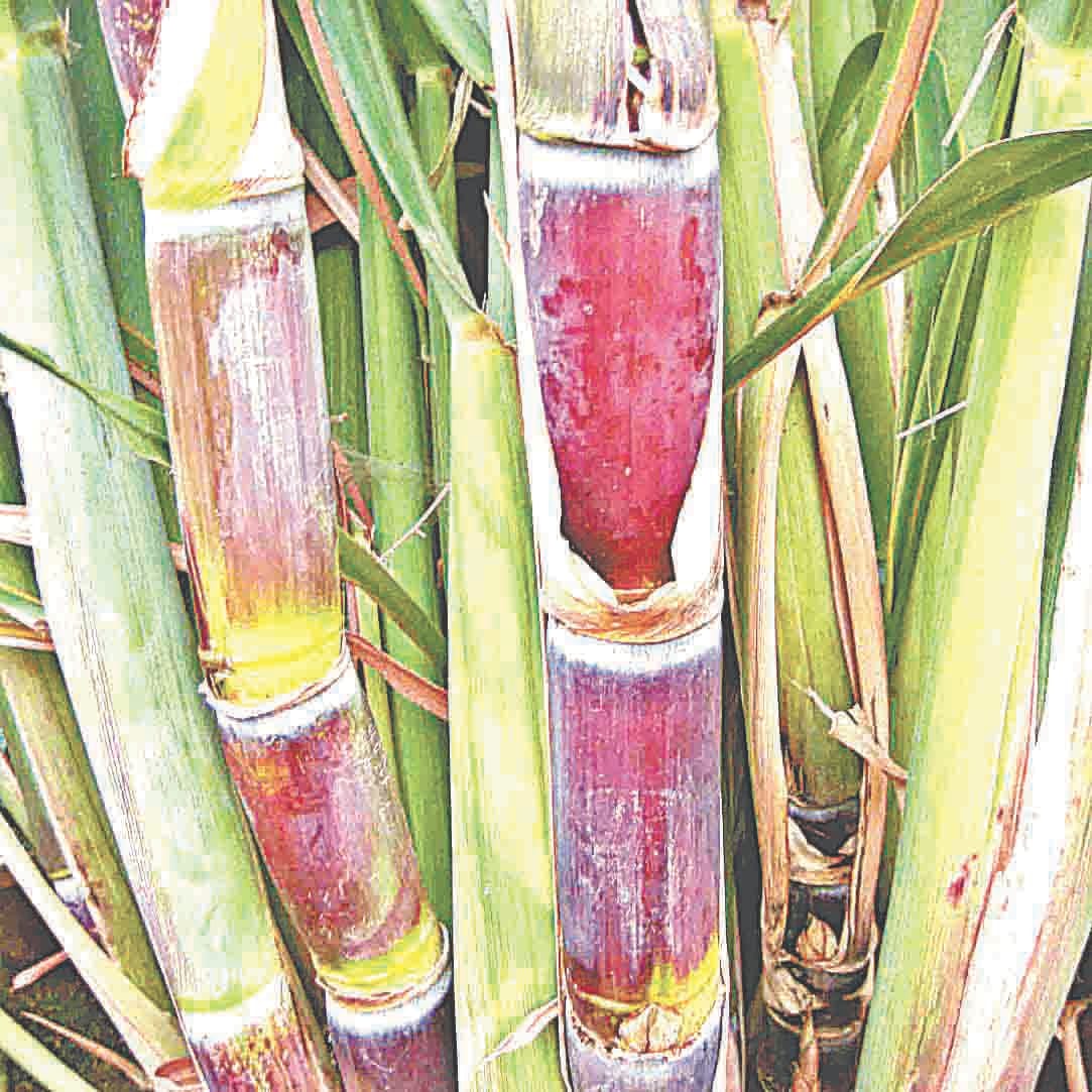 Sugarcane yields decrease 15 to 20 percent in crop cutting
