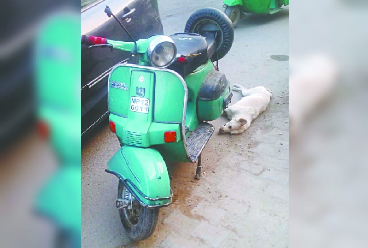 dog Dragged by scooter photo viral