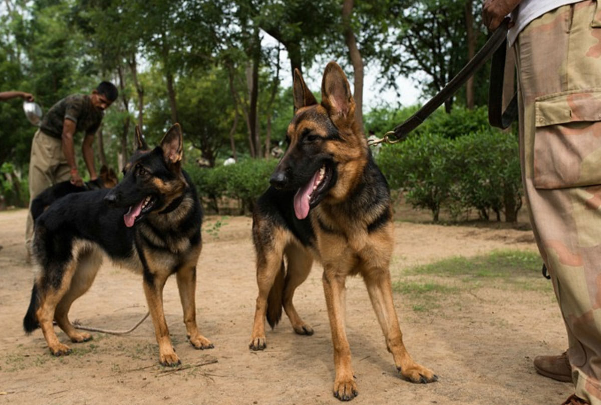 Coronavirus: Now Dogs can detect coronavirus ready Research Here