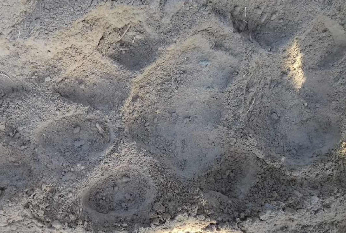 villagers  in the Terror due to tigress in pilibhit