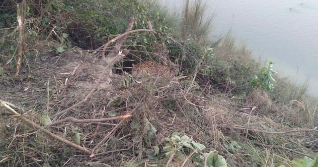 Leopard trapped in the riverbed near the Kajari village