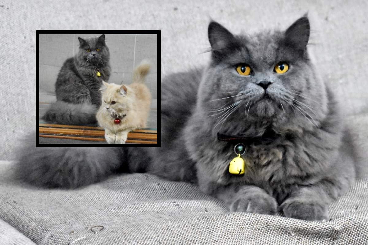 now get pet insurance for your lovely pets